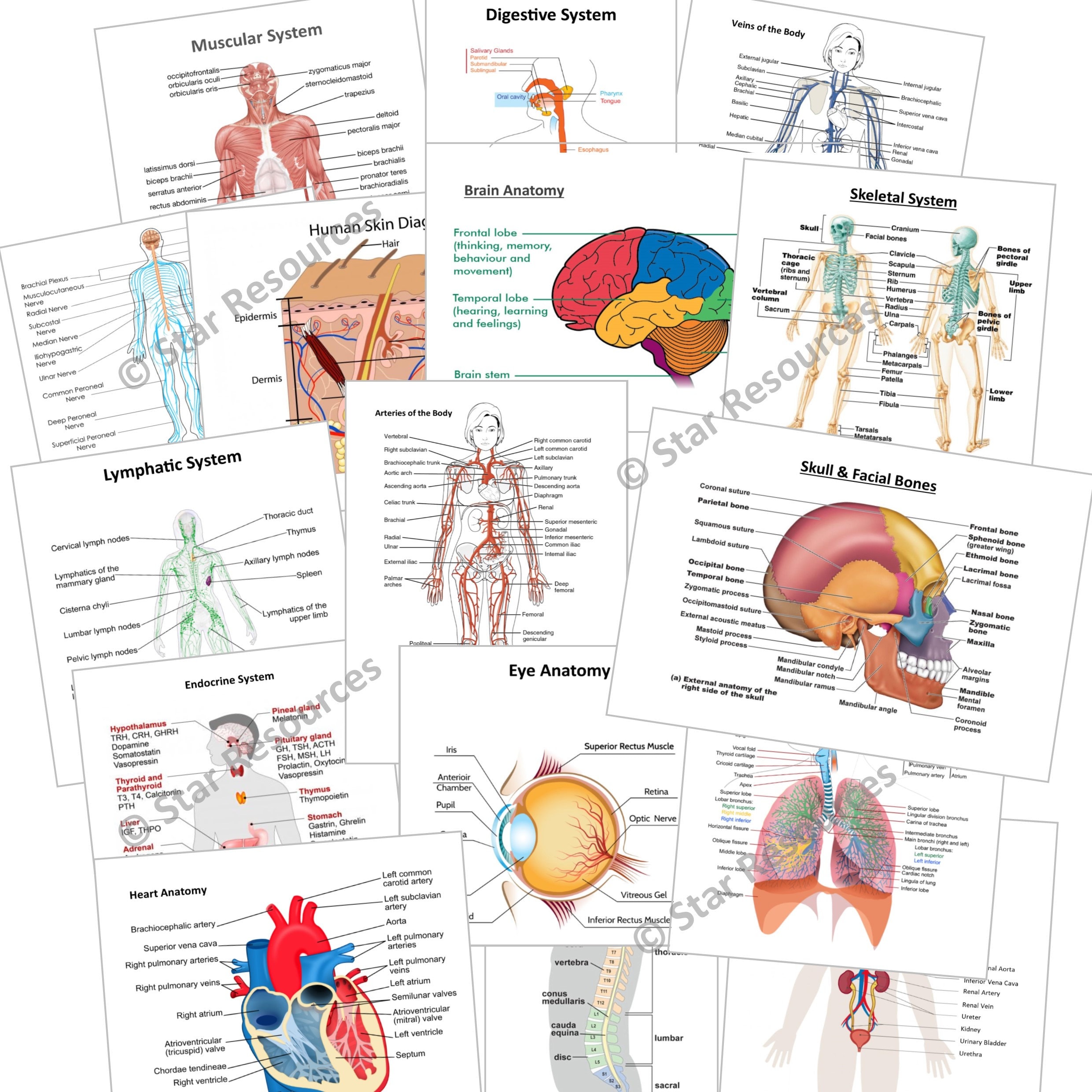 Anatomy & Physiology Revision Flash Cards in Wallet Etsy