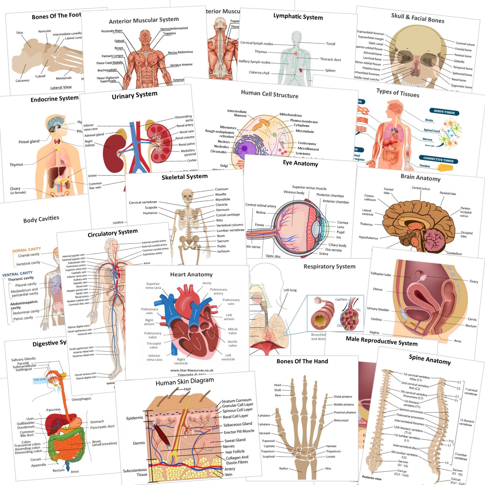 Anatomy &amp; Physiology Revision Flash Cards. Flashcards for - Etsy UK