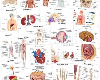Anatomy & Physiology Revision Flash Cards. Flashcards for Medical Students, Paramedics, ECA’s, St John Ambulance or Nurse