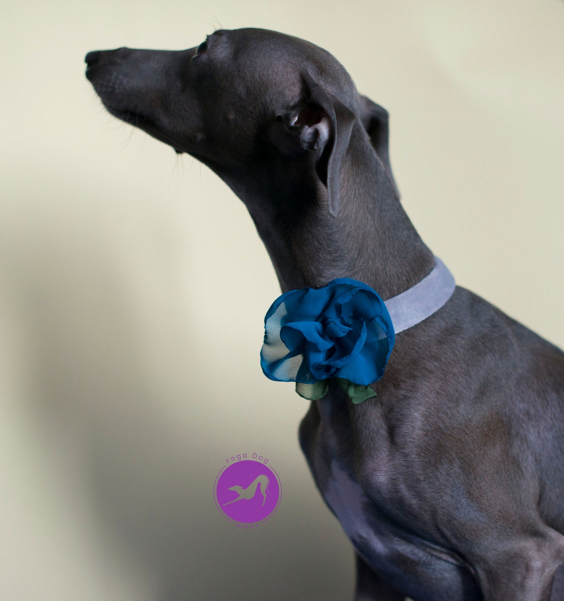 Italian Greyhound Collar / Home Collar Blue Night / Charcik Etsy