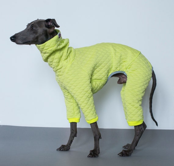 Italian Greyhound Jumper /spring Knit 