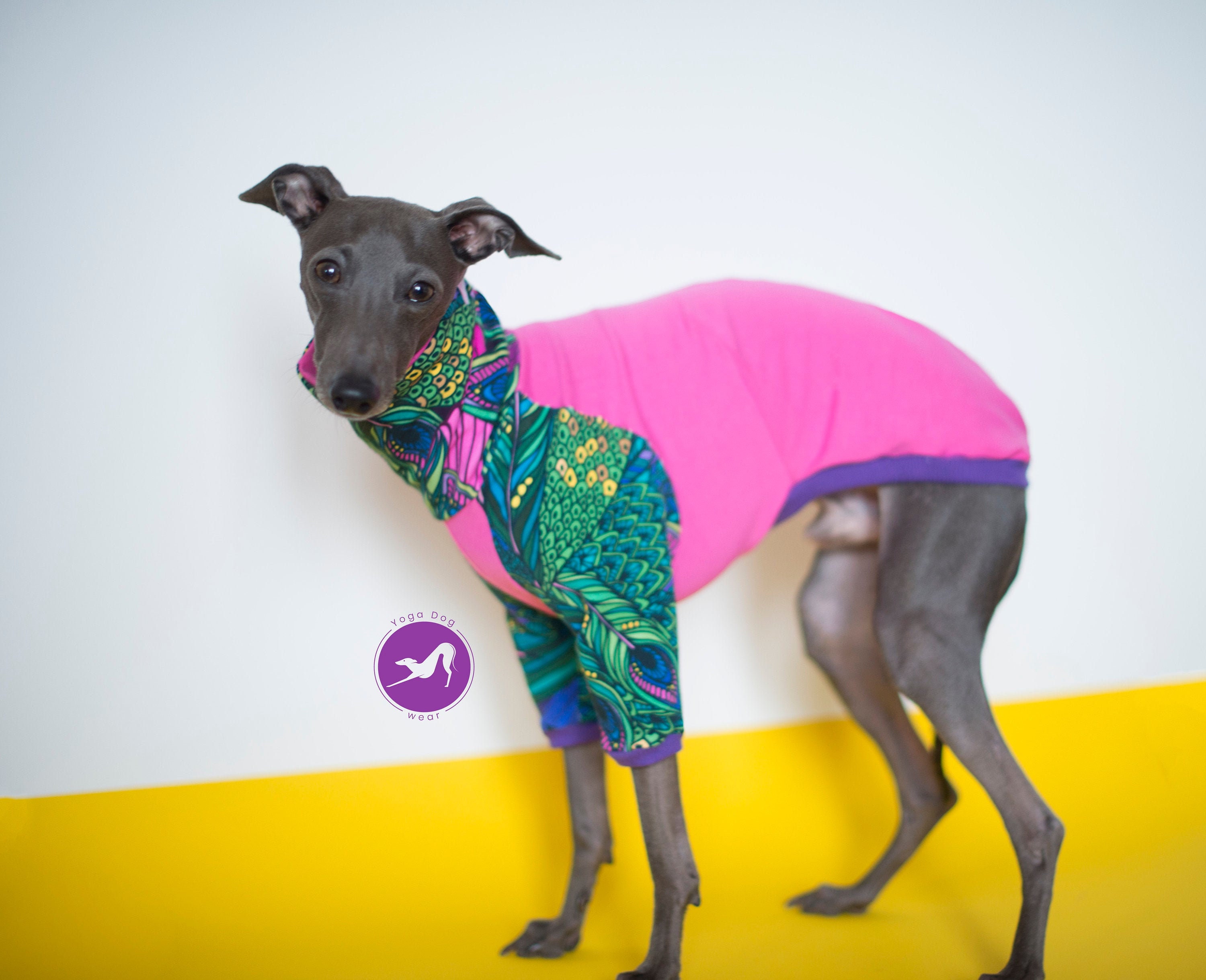 Italian greyhound clothes / dog longsleeve / sweater/ iggy Etsy