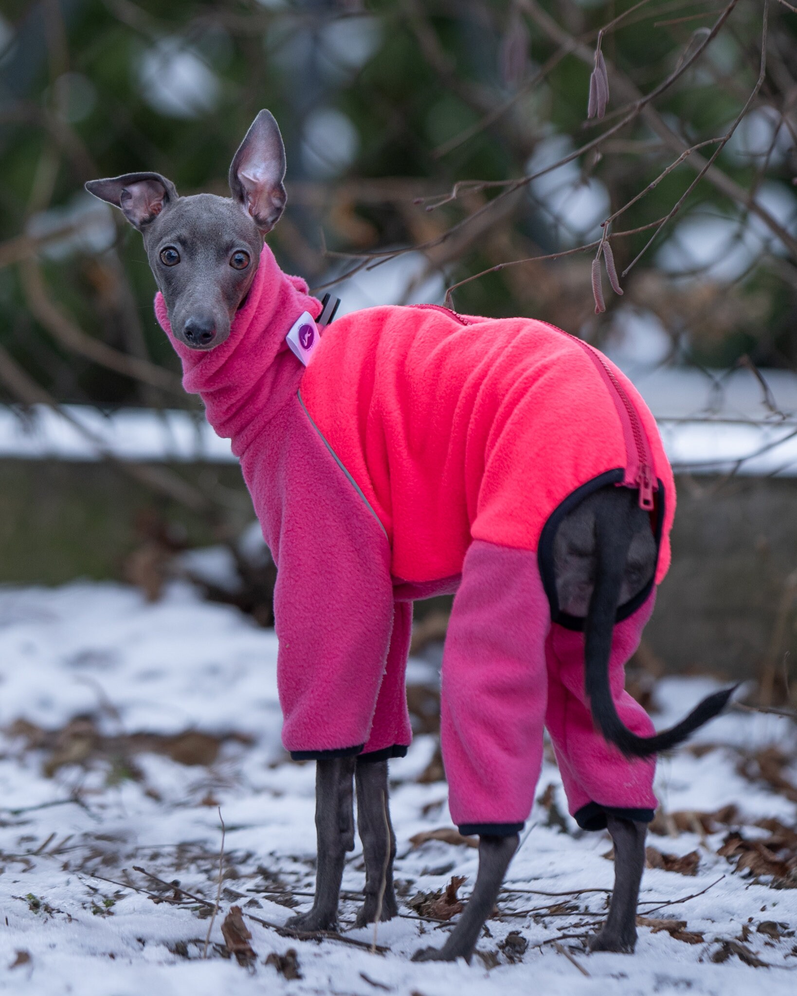 Italian Greyhound Winter Fleece Overalls Pinky/ Warm and Comfy - Etsy
