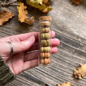 Natural Putka Pods In Glass Vial