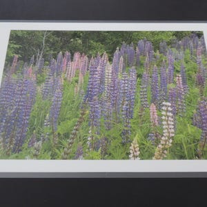Pode incluir: Um campo de flores de lupino roxo, rosa e branco em flor. As flores são altas e finas, com um grupo de flores no topo. As flores estão crescendo em um campo de grama verde.