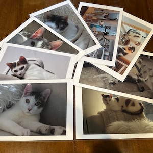 以下が含まれることがあります： さまざまなポーズをとった猫の8枚の写真のセット。写真は白のマット紙に印刷され、扇形に配置されています。写真はすべて10x15cmです。