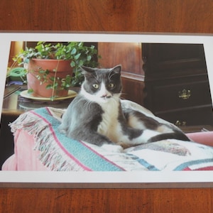 Tovagliette laminate a forma di animali, 8 tovagliette impermeabili e resistenti al calore 12X18 con foto di gatti, cani, conigli, tartarughe, procioni e cervi, apparecchiatura per la tavola per il compleanno dei bambini