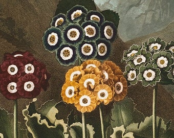 A Group of Auriculas -  Archival art print