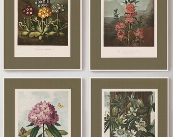 SET OF 4 - Temple of Flora -  Archival art prints