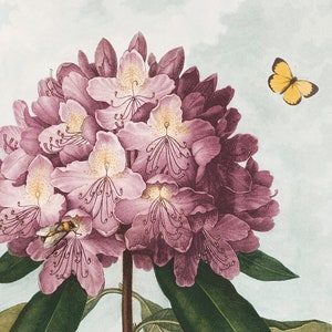 The Pontic Rhododendron -  Archival art print