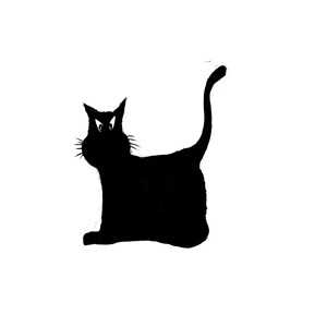 Black cat