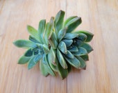 Echeveria Alba Beauty Double-head Cluster Korean Import