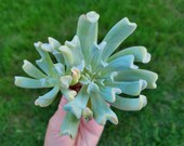 Echeveria Topsy Turvy Runyonii Double-Head Cluster Korean Import