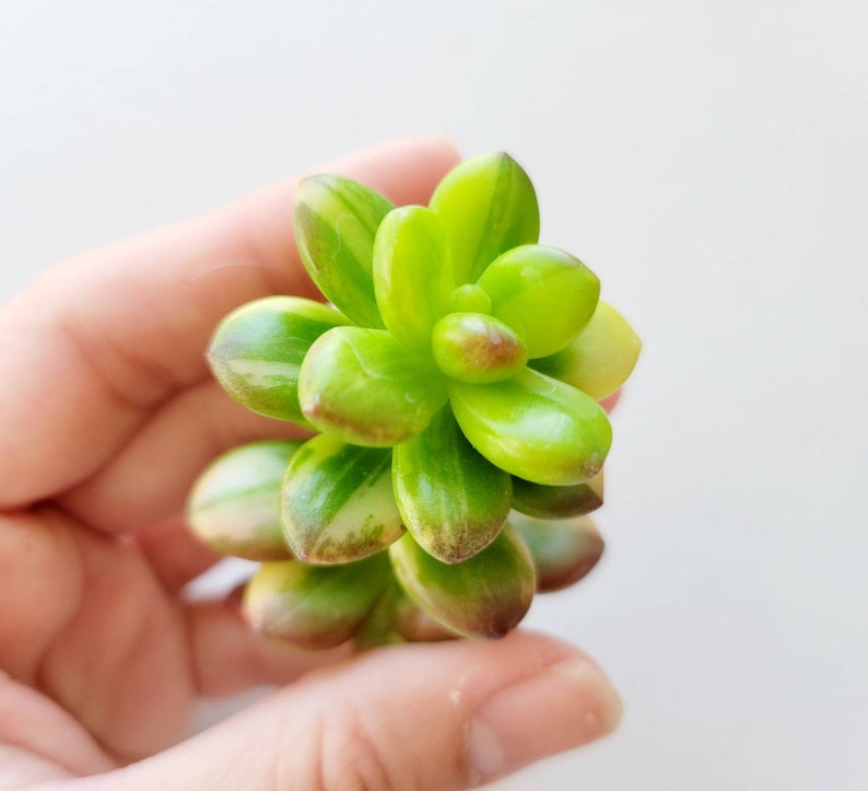 Sedum Lucidum Obesum Variegated Rare Imported Succulents from Ko Sedum Lucidum Obesum Variegated Rare Imported Succulents from Ko