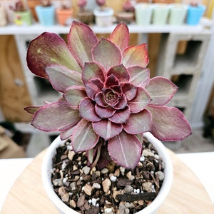 Exact Plant - Aeonium Halloween Silk Variegated with Babies Ultra Rare Imported Succulents