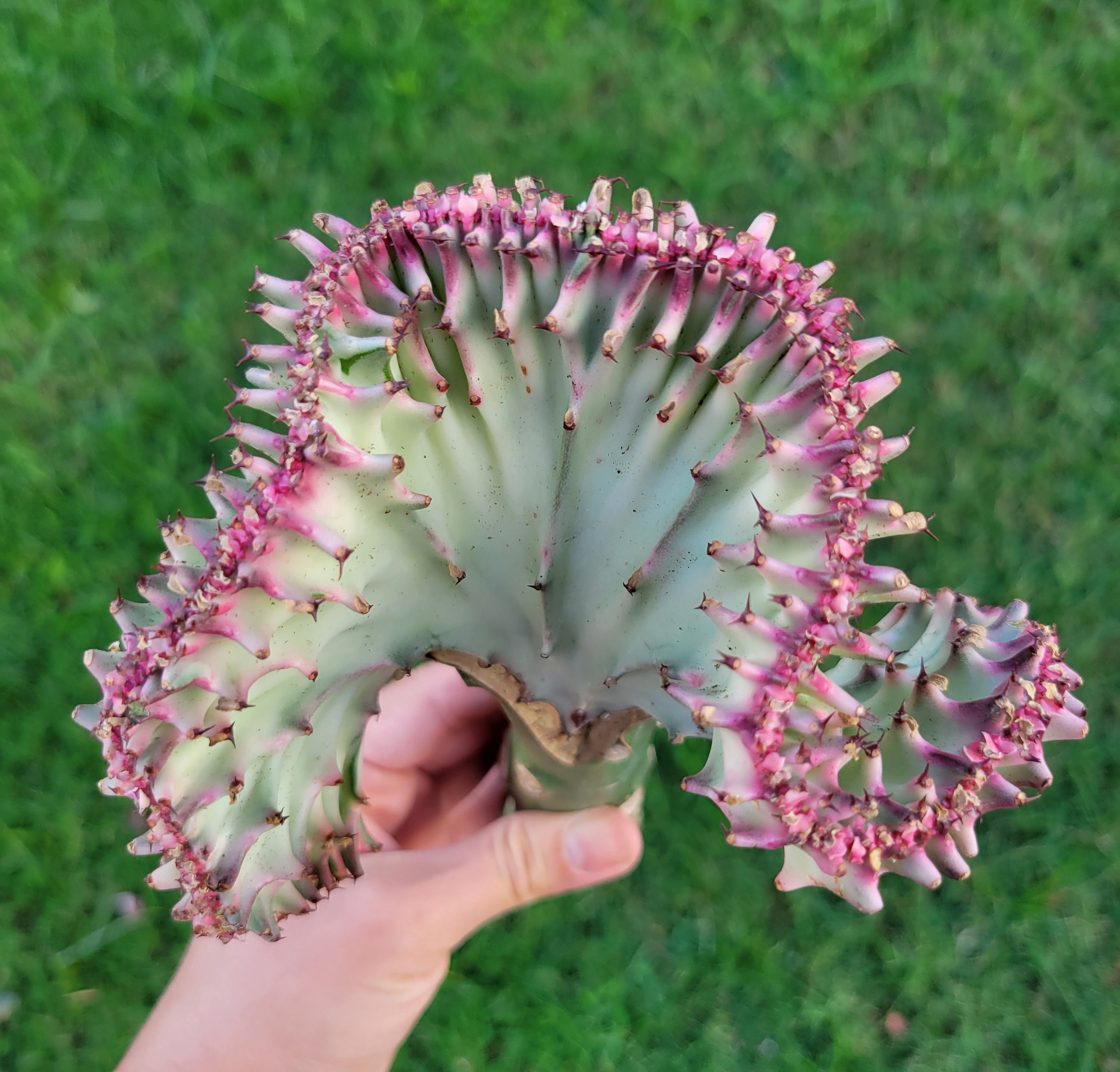 Euphorbia Lactea Cristata Coral Catus