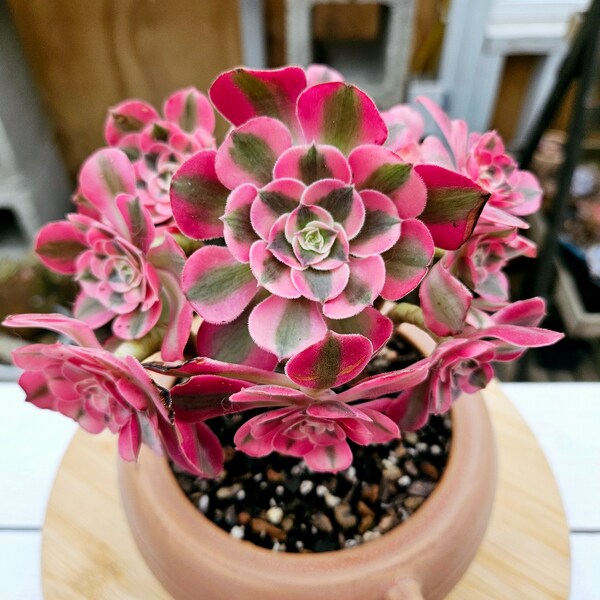 Exact Plant - Aeonium 'Pink Witch' Variegated Big Cluster Ultra Rare Imported Succulents