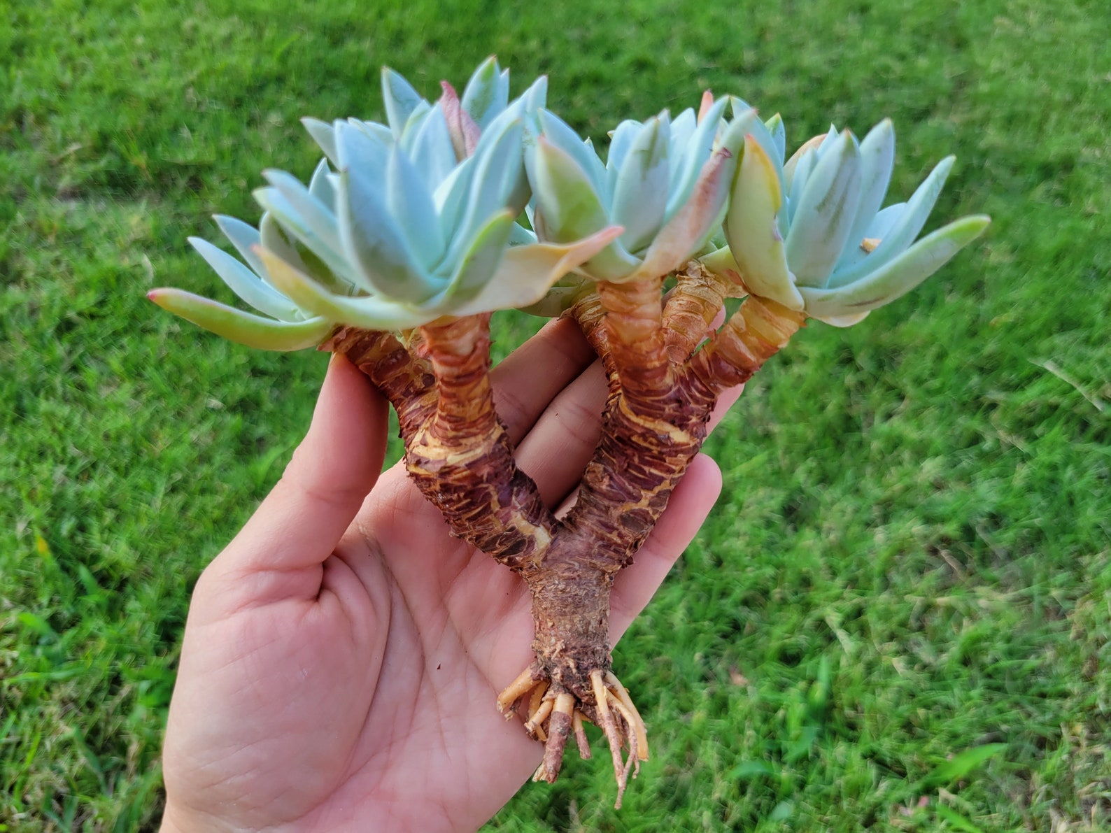 Echeveria Clara Cluster Rare Korean Import Etsy