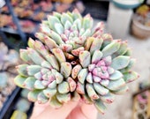 Echeveria 39 Blood Swallow 39 3-Head Cluster Rare Imported Succulents