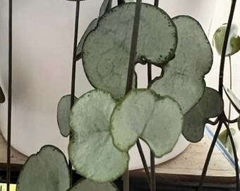 Ceropegia Woodii ‘Silver Glory String of Hearts’ - Cuttings