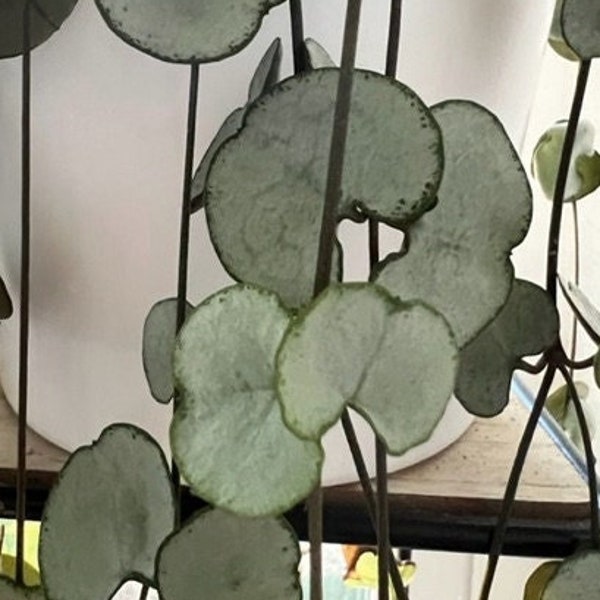 Ceropegia Woodii ‘Silver Glory String of Hearts’ - Cuttings