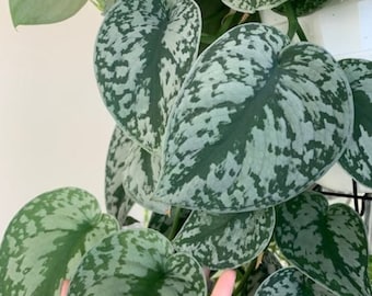 Scindapsus Pictus 'Exotica' - Cuttings