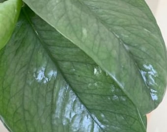Epipremnum pinnatum 'Cebu Blue' - Cuttings