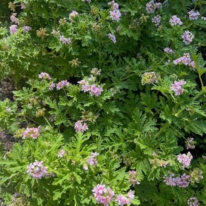 Pelargonium citronellum &#39;Citronella&#39; (Scented Geranium) - Unrooted Cuttings