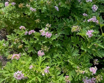 Pelargonium citronellum 'Citronella' (Scented Geranium) - Unrooted Cuttings