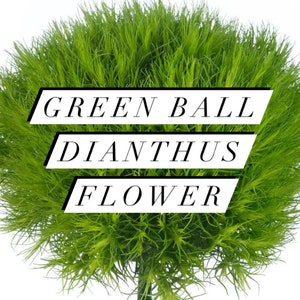 Fresh Green Dianthus Flower