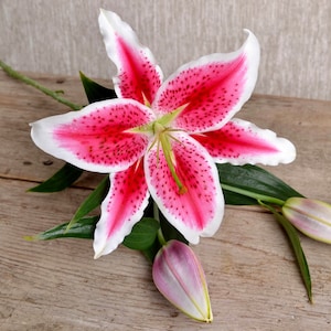 Pink Oriental Lilies Flower