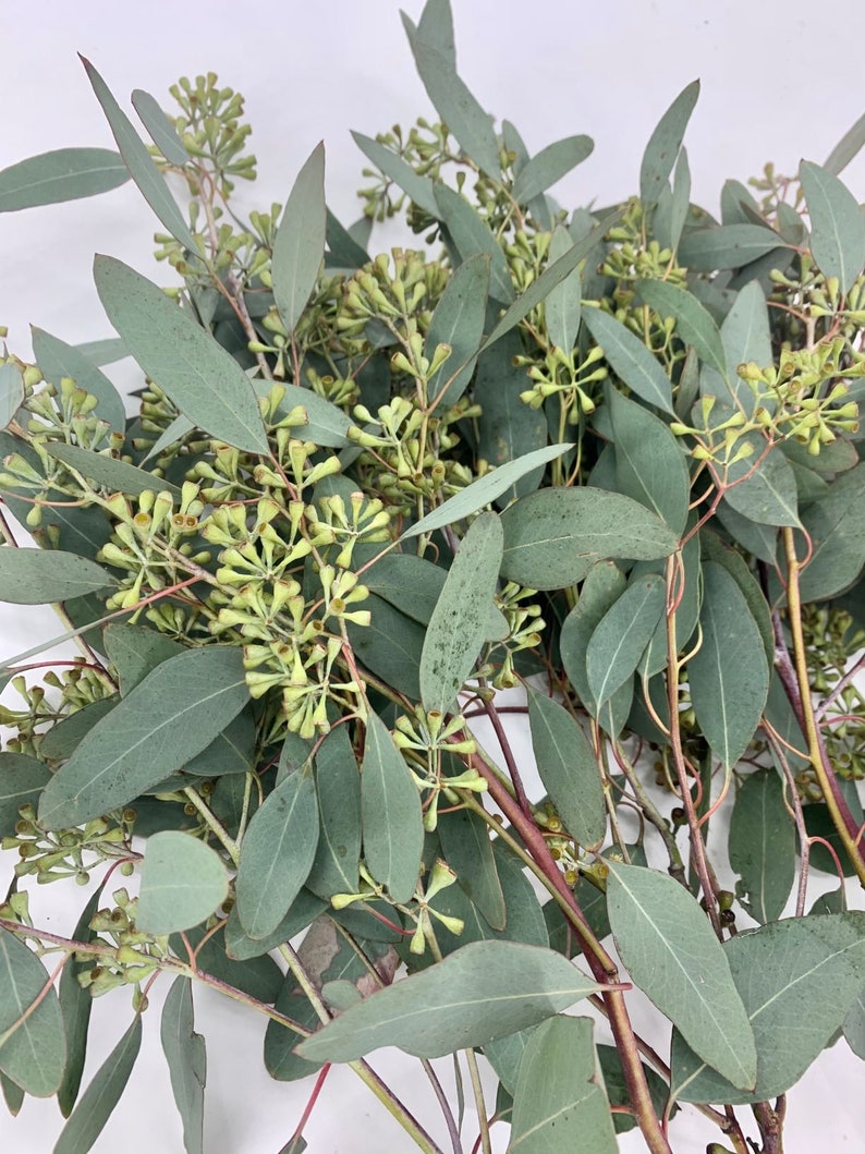 Fresh Seeded Eucalyptus Greenery California Grown Etsy