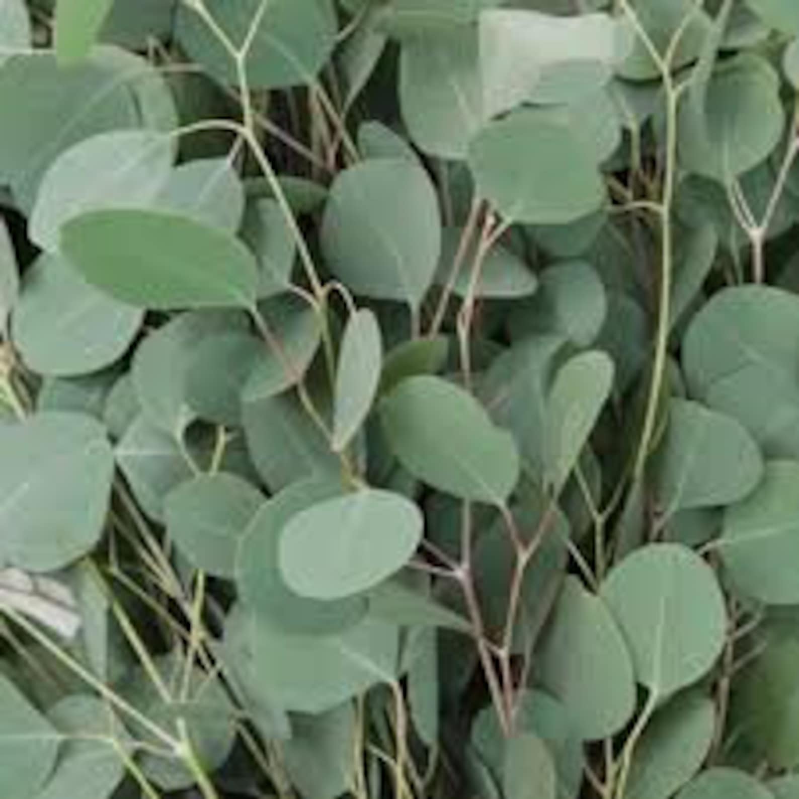 Large Fresh Silver Dollar Eucalyptus Bundle California Grown Etsy