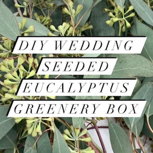 Fresh Seeded Eucalyptus Greenery, California Grown