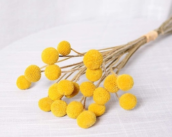 Craspedia Billy Balls Yellow Flower