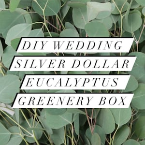 Large Fresh Silver Dollar Eucalyptus Bundle, California Grown Eucalyptus