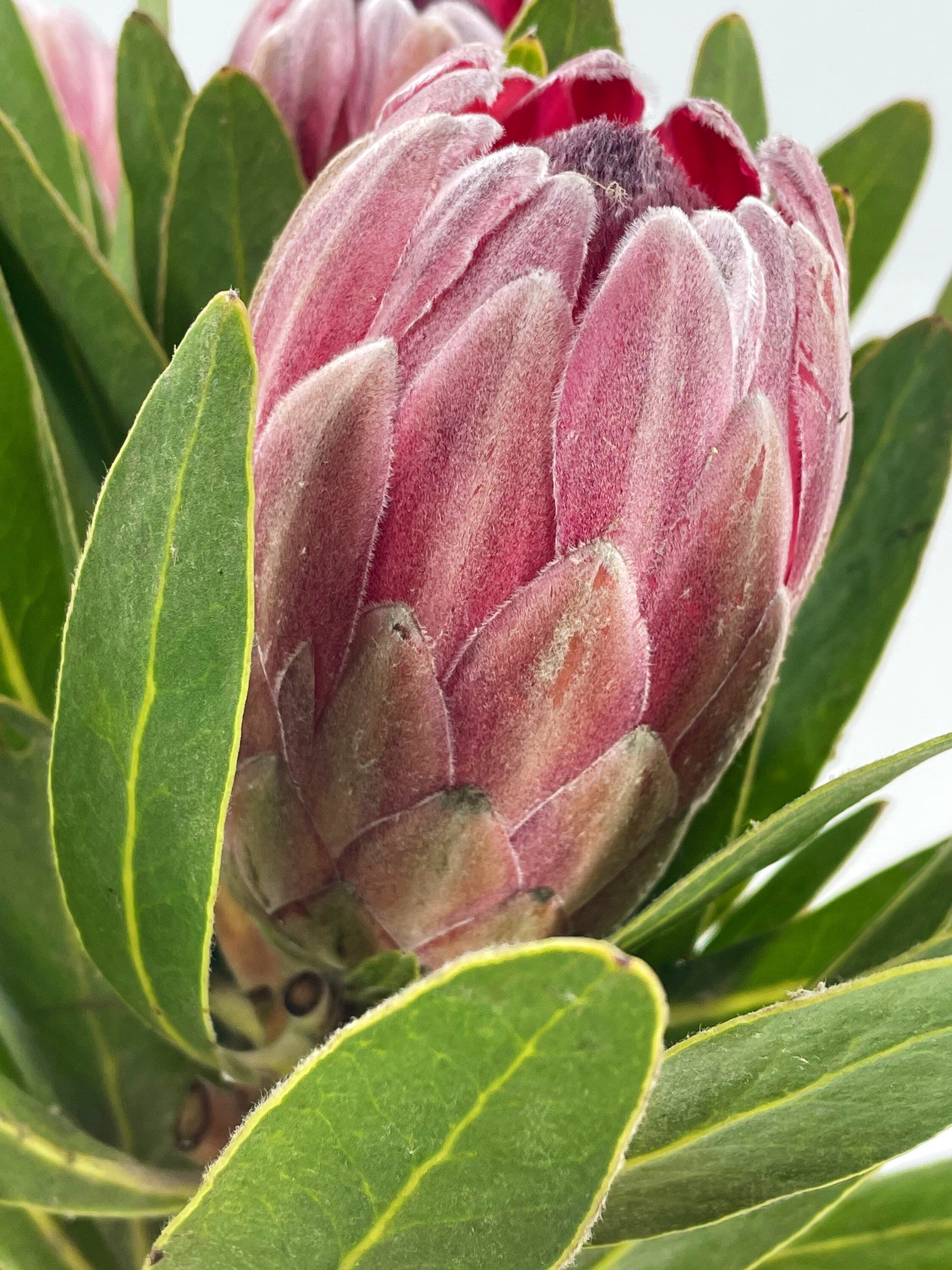 プロテア　クイーン Fresh Queen Protea Flower, California Grown - Etsy