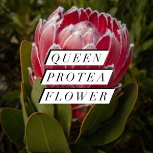 Fresh Queen Protea Flower, California Grown