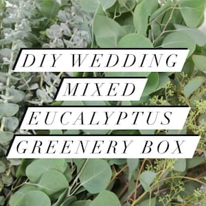Fresh Mixed Eucalyptus Greenery Box, California Grown