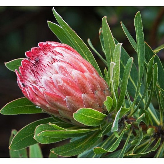 Fresh Queen Protea Flower, California Grown - Etsy