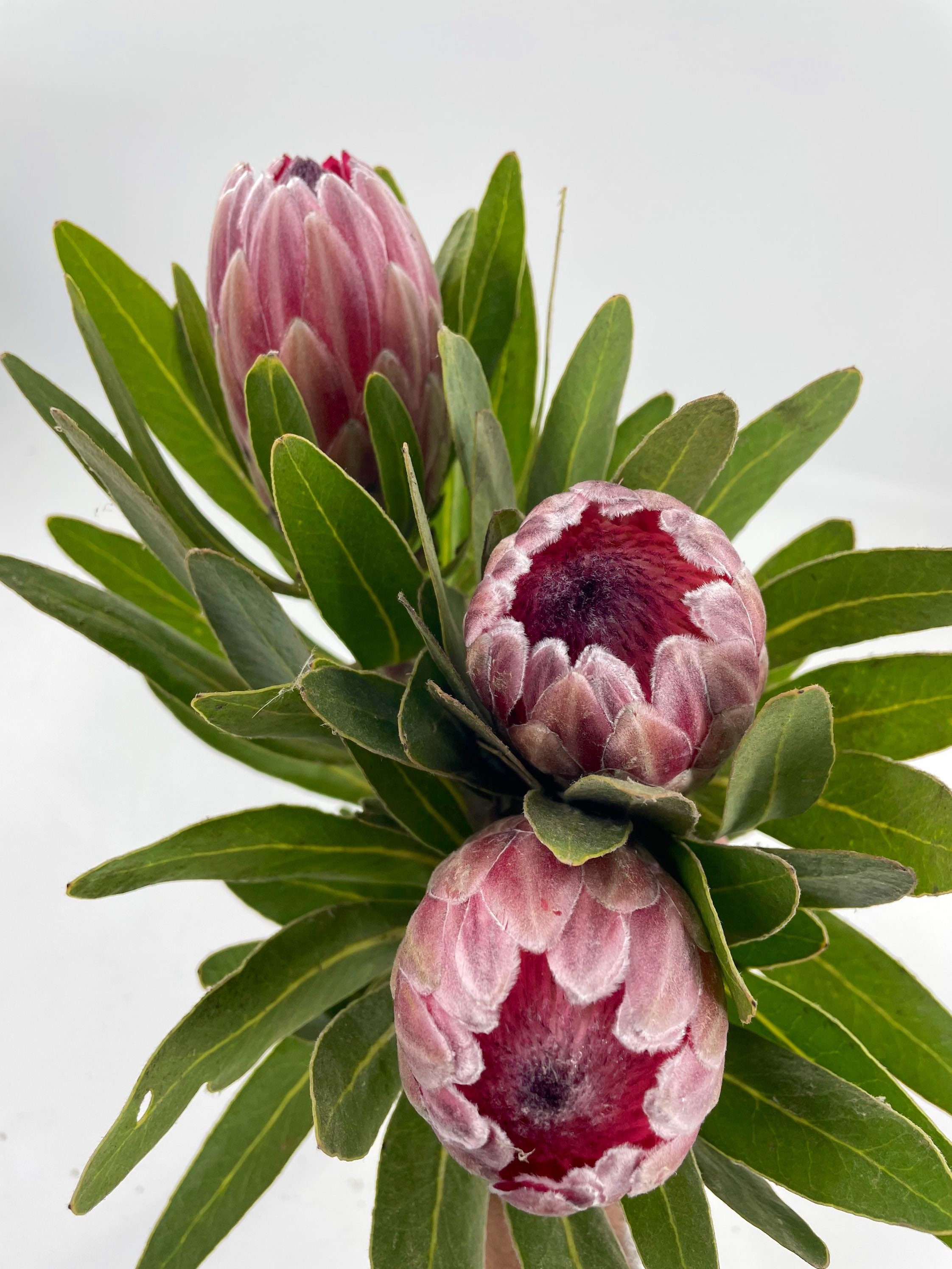 Fresh Queen Protea Flower, California Grown - Etsy