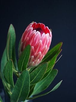 Fresh Queen Protea Flower, California Grown - Etsy