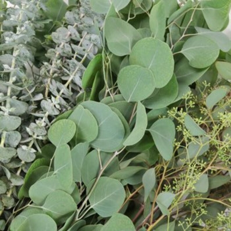 Box Greenery Fresh Mixed Eucalyptus Greenery Box, California Grown - Etsy