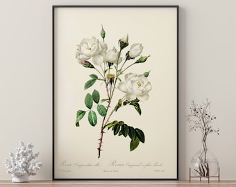 White Rose Flower Branch  | Framed Prints | White Flowers | Flowers | Botanical |  Wall Art | Home Decor | Watercolour | Vintage Botanical