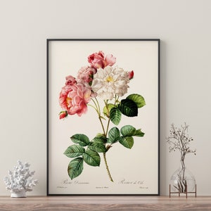 Pink and White Vintage Flower Branch  | Framed Prints | Flowers | Botanical |  Wall Art | Home Decor | Watercolour | Vintage Botanical
