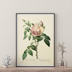 Rose Watercolour Branch  | Framed Prints |  Pink Rose | Flowers | Botanical |  Wall Art | Home Decor | Watercolour | Vintage Botanical