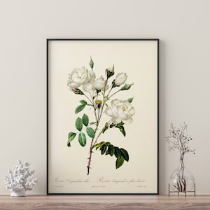 White Rose Flower Branch  | Framed Prints | White Flowers | Flowers | Botanical |  Wall Art | Home Decor | Watercolour | Vintage Botanical