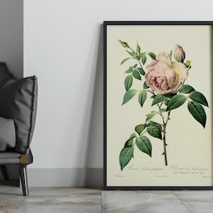 Rama de acuarela de rosa / Láminas enmarcadas / Rosa rosada / Flores / Botánico / Arte mural / Decoración del hogar / Acuarela / Botánico vintage