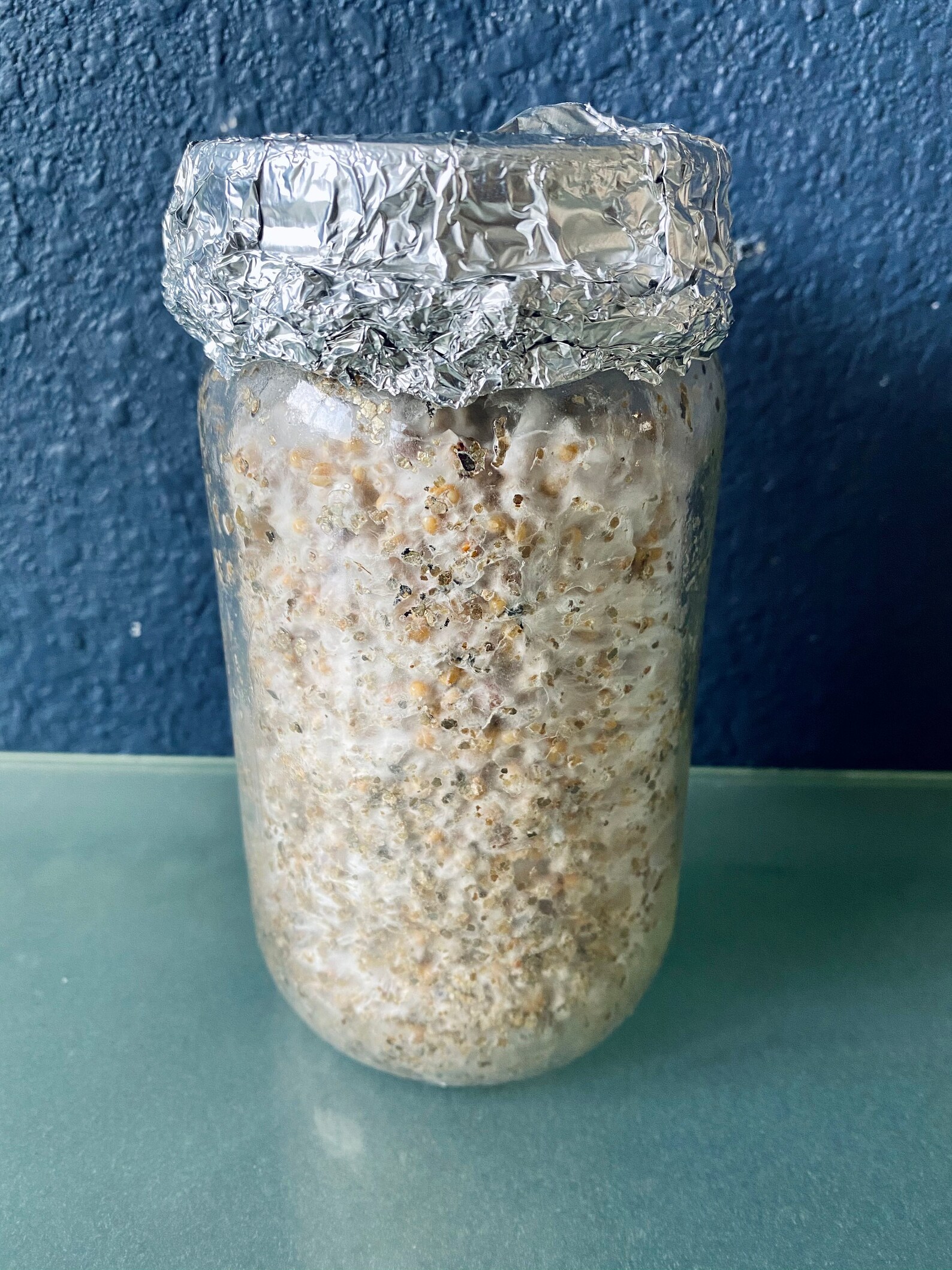 6count Sterilized Wild Bird Seed Spawn Jars Ready for Spore Etsy