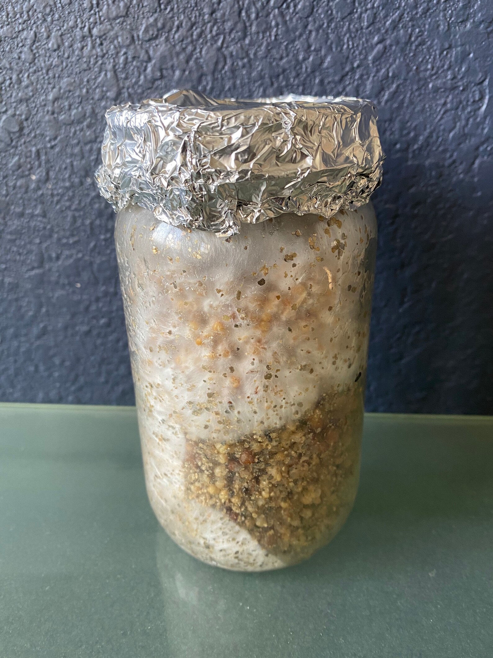 6count Sterilized Wild Bird Seed Spawn Jars Ready for Spore Etsy